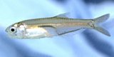 Bay anchovy Bay anchovy