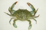 Blue crab Blue crab