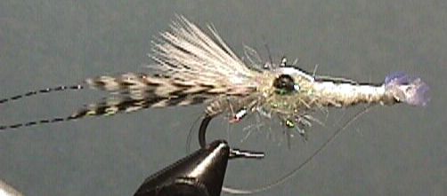 Brooks shrimp