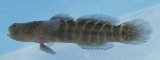 Goby Goby