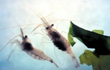 Grass shrimp Grass shrimp