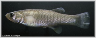 Gulf killifish Gulf killifish