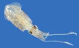 Atlantic brief squid