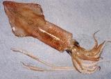Longfin squid
