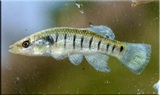Longnose killifish Longnose killifish