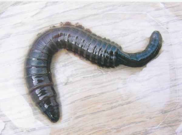 Lugworm Lugworm