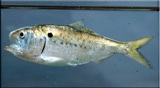 Menhaden Menhaden