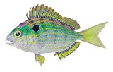 Pinfish Pinfish