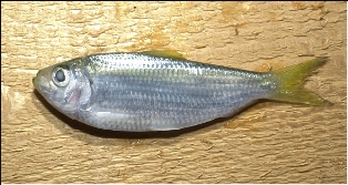 Scaled sardine Scaled sardine
