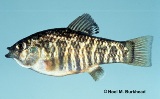 Sheepshead minnow Sheepshead minnow