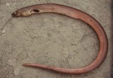 Shrimp eel Shrimp eel