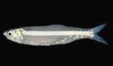 Striped anchovy Striped anchovy