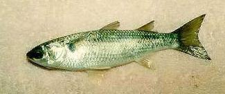 Striped mullet Striped mullet