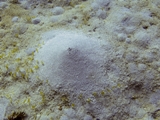 Lugworm burrow Lugworm burrow