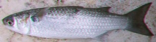 White mullet White mullet