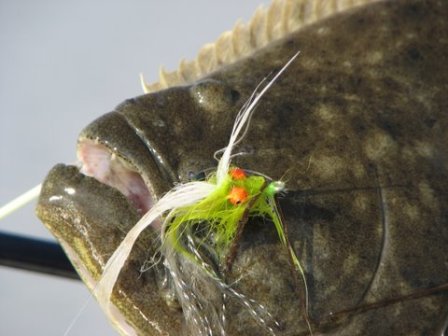 Flounder